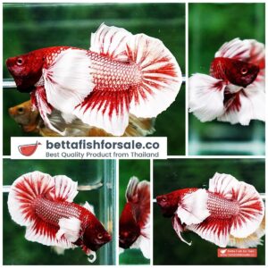 Betta fish HMPK Red Salamander Dumbo
