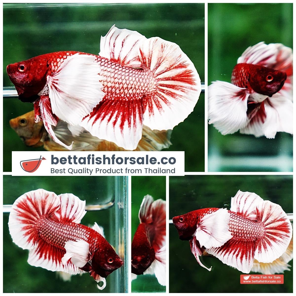 Betta fish HMPK Red Salamander Dumbo