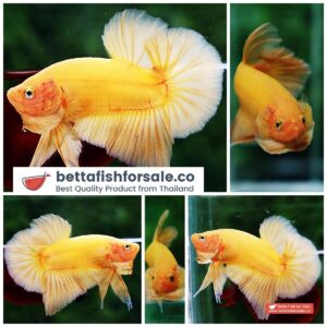 Betta fish HMPK Super Strong Yellow