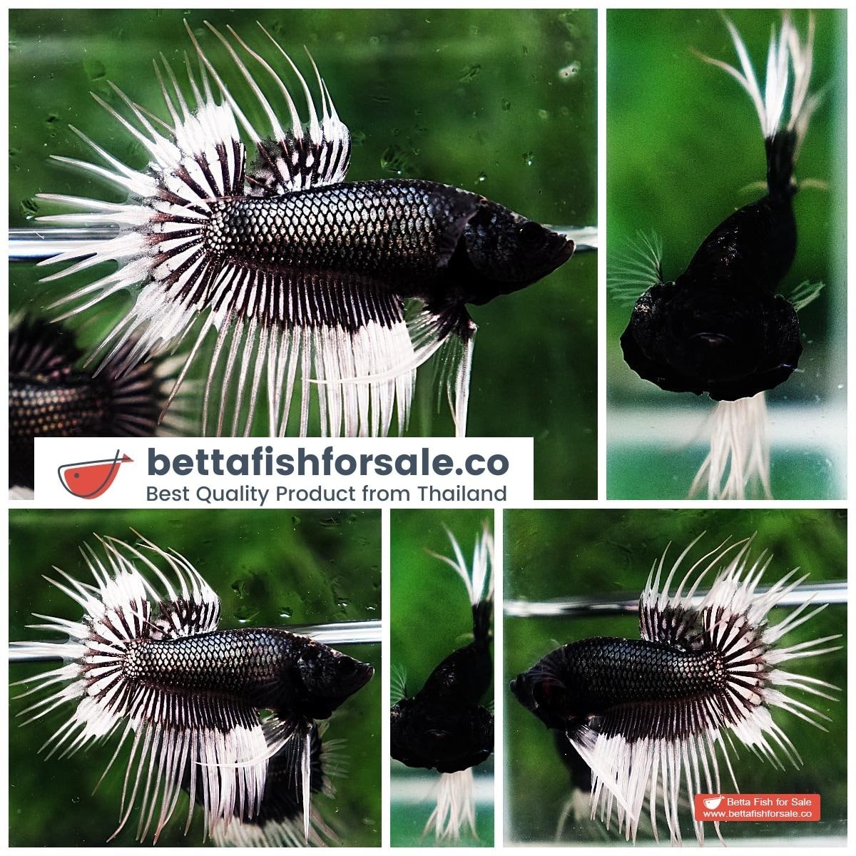 Betta fish CT Black White Butterfly (Comp)