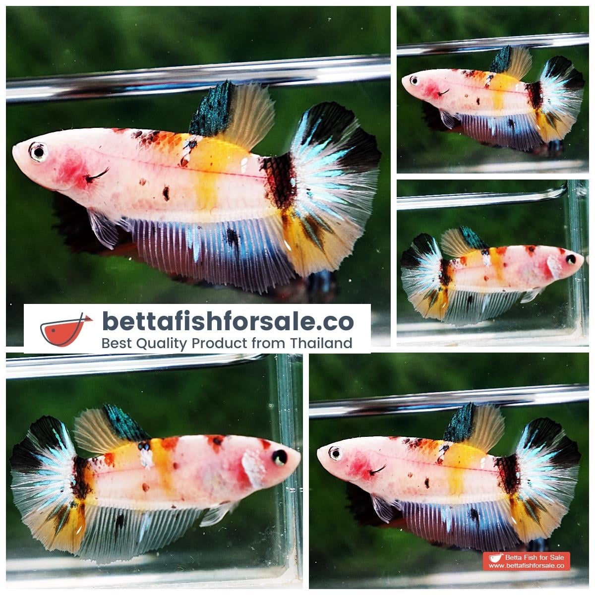 Betta fish Female HM Classic Nemo Yellow Base