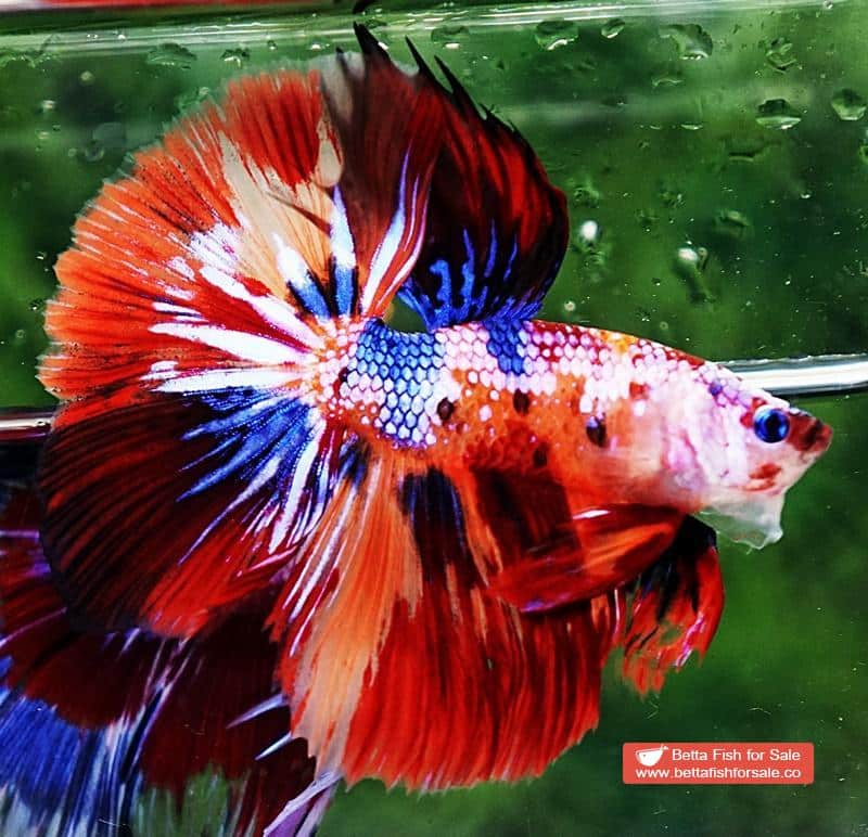 Betta fish OHM Multicolor Candy Nemo - Image 3