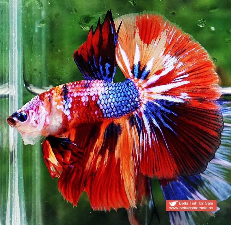 Betta fish OHM Multicolor Candy Nemo - Image 6