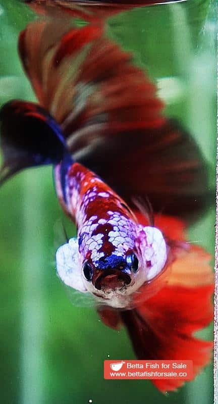 Betta fish OHM Multicolor Candy Nemo - Image 7
