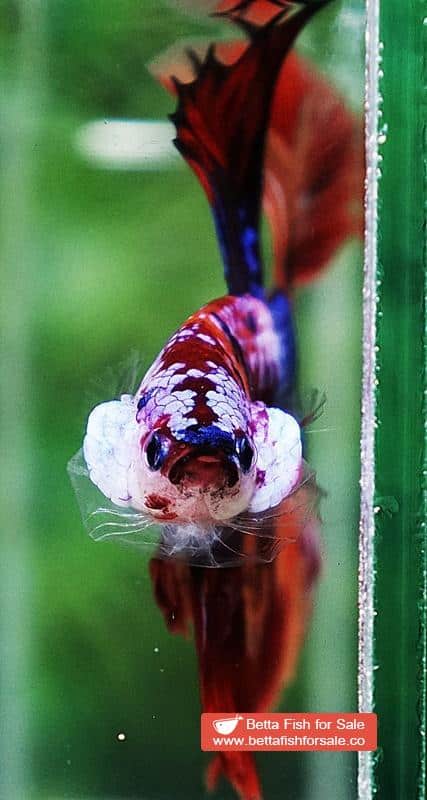 Betta fish OHM Multicolor Candy Nemo - Image 8