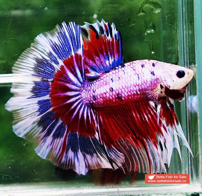 Betta fish OHM Fancy Tricolor Marble - Image 3