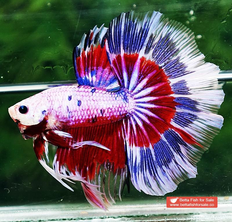 Betta fish OHM Fancy Tricolor Marble - Image 4