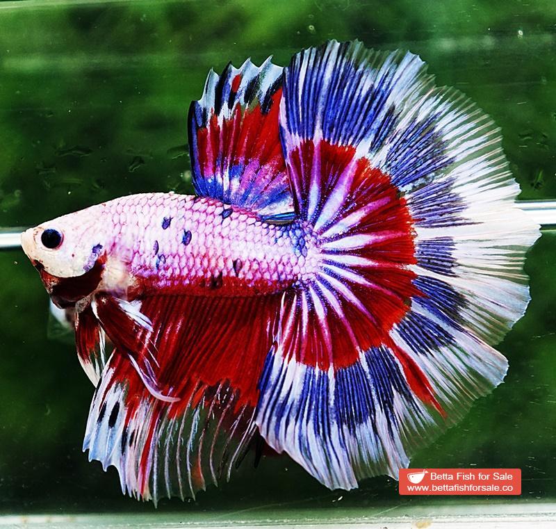Betta fish OHM Fancy Tricolor Marble - Image 5
