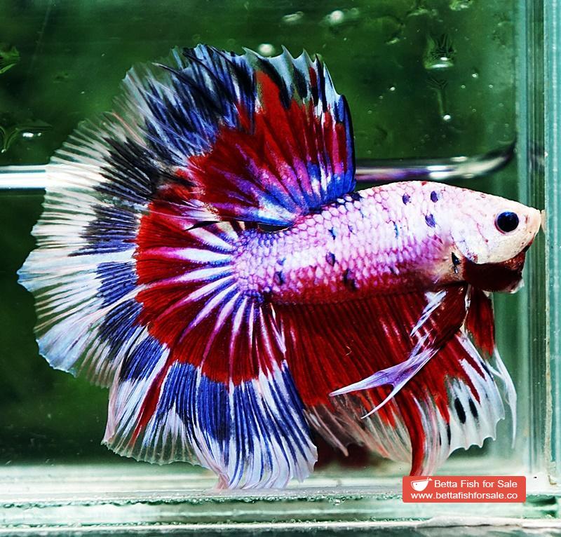 Betta fish OHM Fancy Tricolor Marble - Image 6