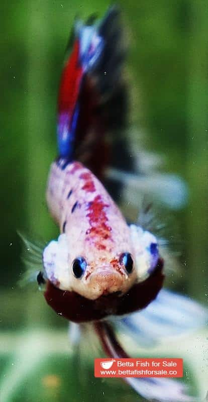 Betta fish OHM Fancy Tricolor Marble - Image 7