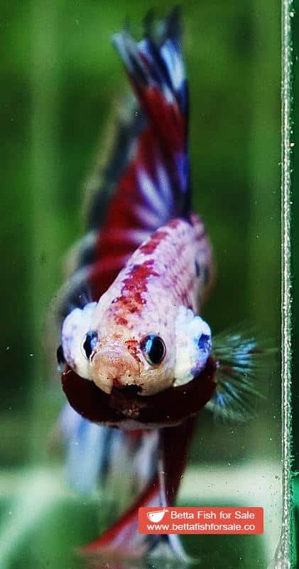 Betta fish OHM Fancy Tricolor Marble - Image 8