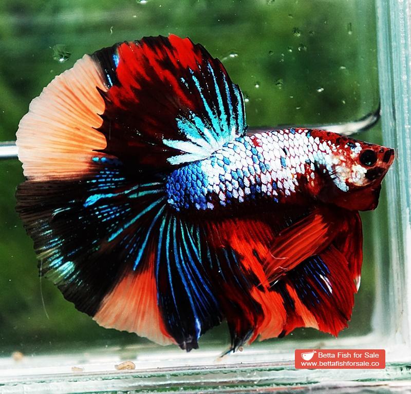Betta fish HM Multicolor Candy Dragon - Image 5