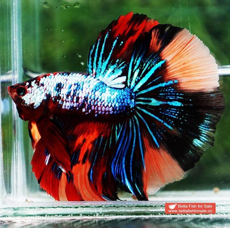 Betta fish HM Multicolor Candy Dragon - Image 4