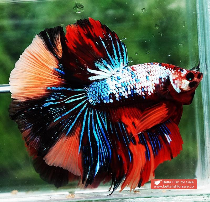 Betta fish HM Multicolor Candy Dragon - Image 3