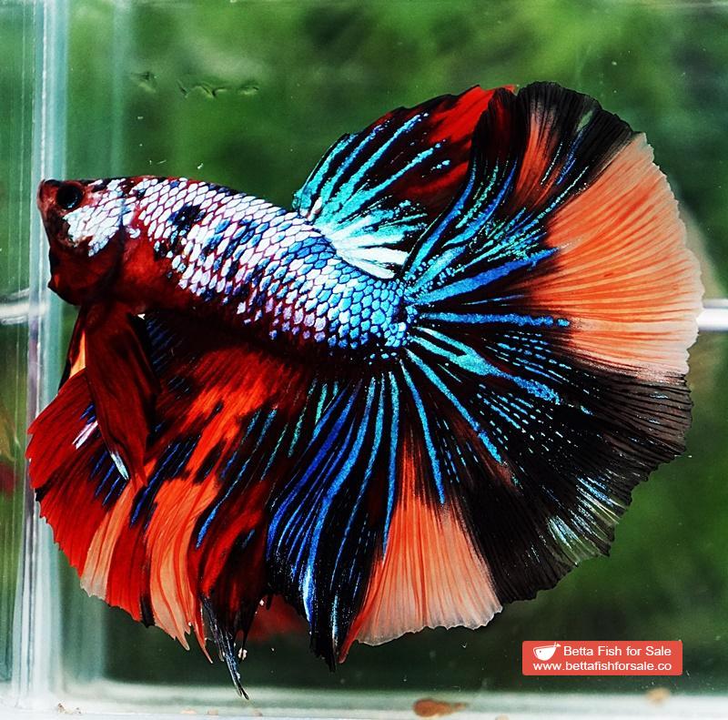 Betta fish HM Multicolor Candy Dragon - Image 2
