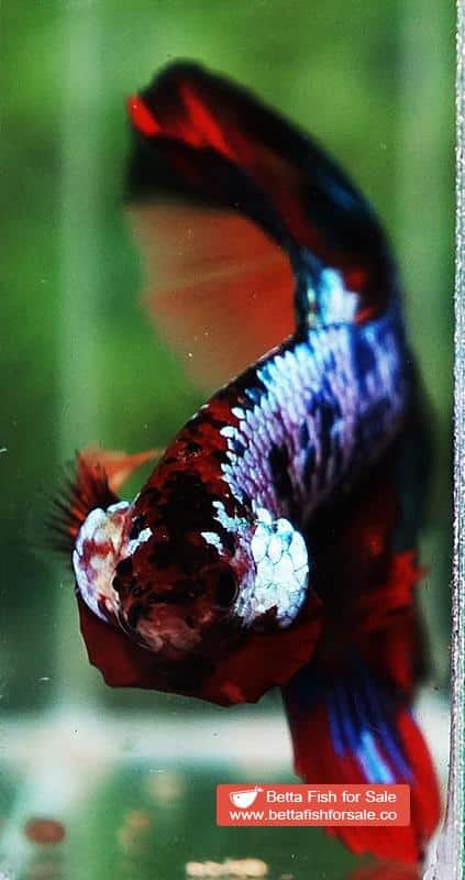 Betta fish HM Multicolor Candy Dragon - Image 6