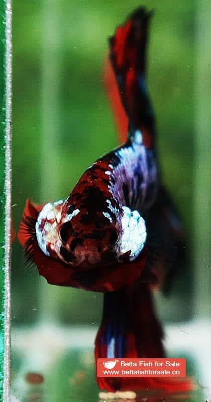 Betta fish HM Multicolor Candy Dragon - Image 7