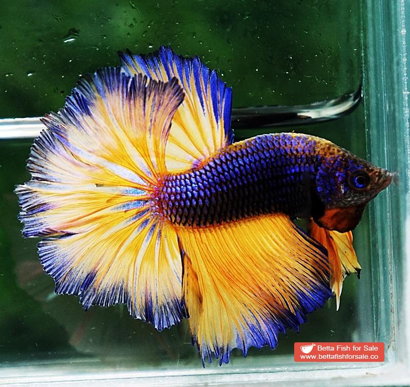Betta fish OHM Purple Mustard Gas Rosetail - Image 6