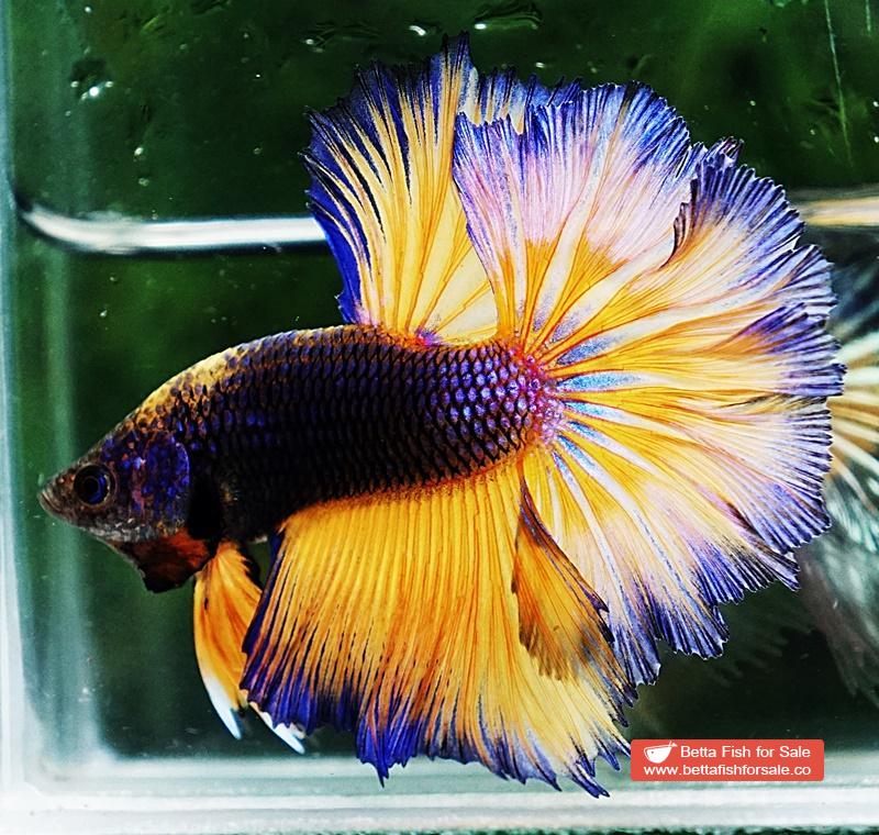 Betta fish OHM Purple Mustard Gas Rosetail - Image 5