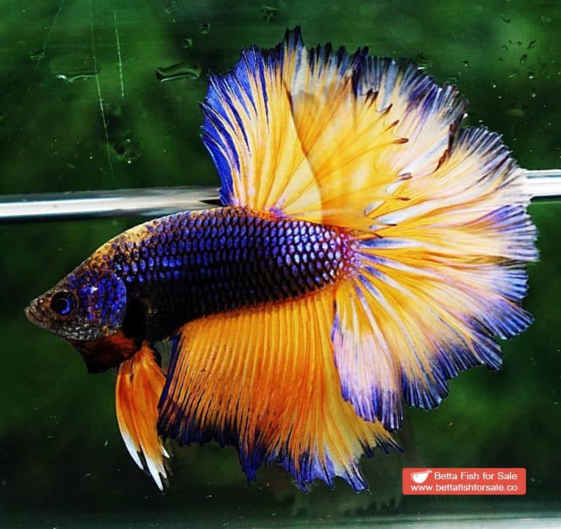 Betta fish OHM Purple Mustard Gas Rosetail - Image 3