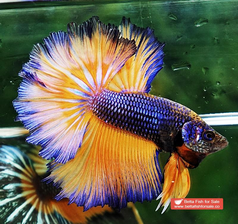 Betta fish OHM Purple Mustard Gas Rosetail - Image 2