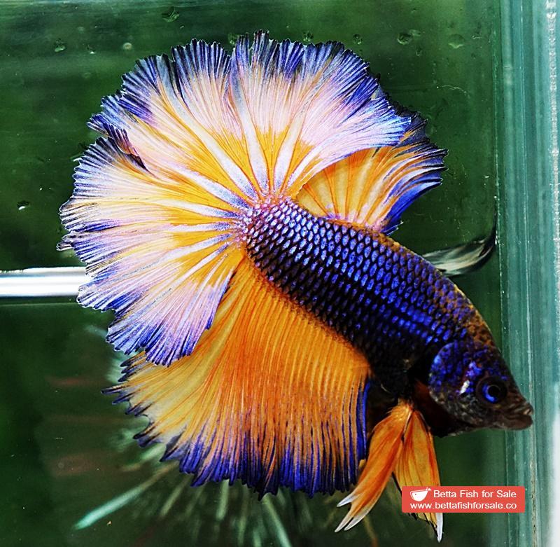 Betta fish OHM Purple Mustard Gas Rosetail - Image 4