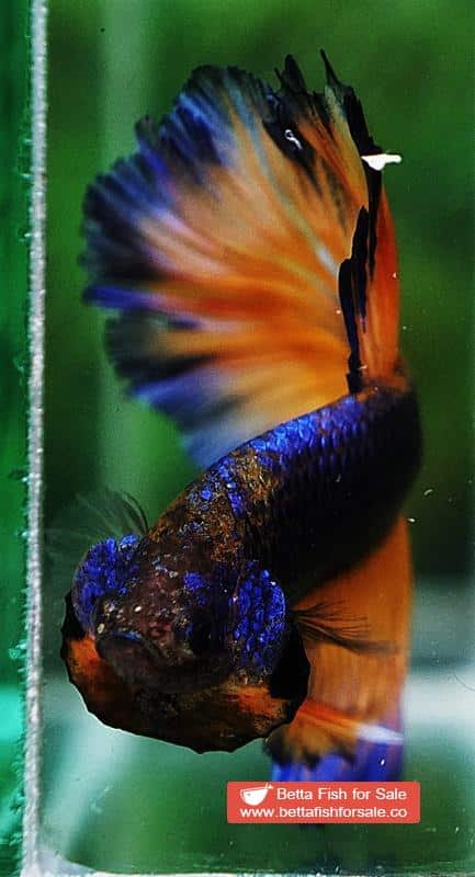 Betta fish OHM Purple Mustard Gas Rosetail - Image 7