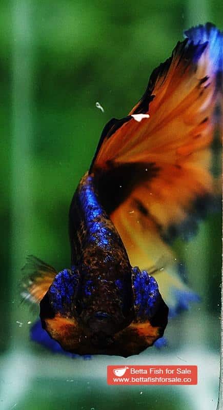 Betta fish OHM Purple Mustard Gas Rosetail - Image 8