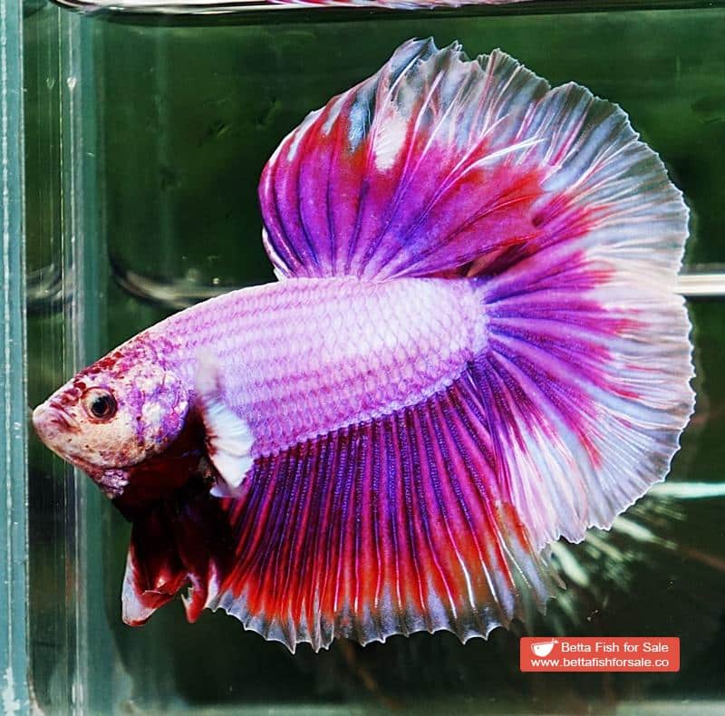 Betta fish HM Prince of SAKURA - Image 3