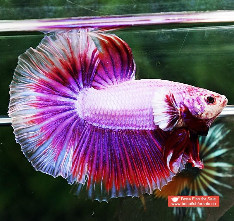Betta fish HM Prince of SAKURA - Image 2