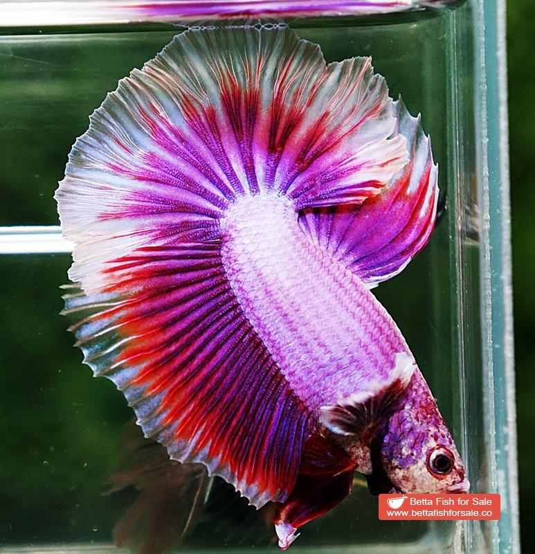 Betta fish HM Prince of SAKURA - Image 4
