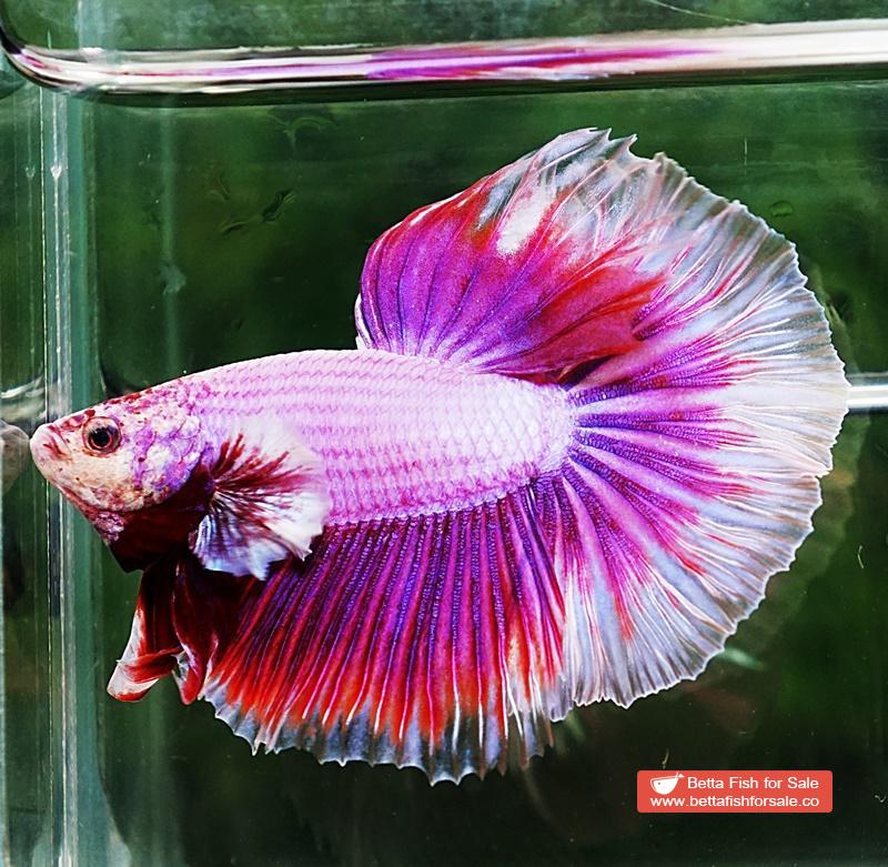 Betta fish HM Prince of SAKURA - Image 5
