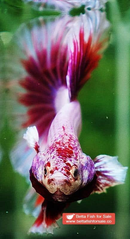 Betta fish HM Prince of SAKURA - Image 6