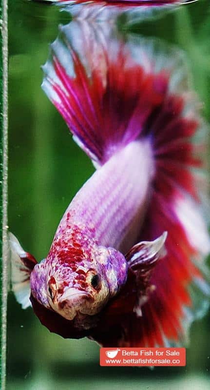 Betta fish HM Prince of SAKURA - Image 7