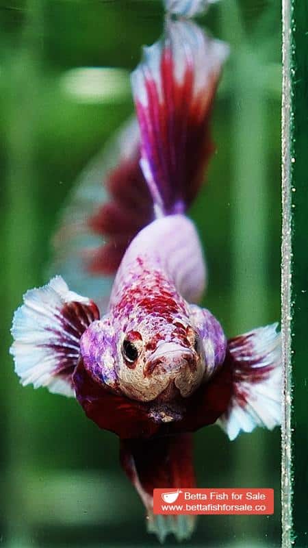 Betta fish HM Prince of SAKURA - Image 8