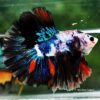 Betta fish OHM Multicolor Marble Rosetail - Image 4