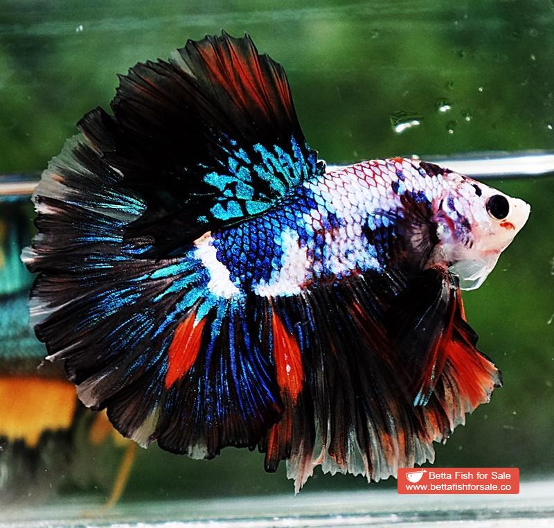 Betta fish OHM Multicolor Marble Rosetail - Image 4