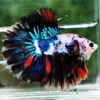 Betta fish OHM Multicolor Marble Rosetail - Image 5