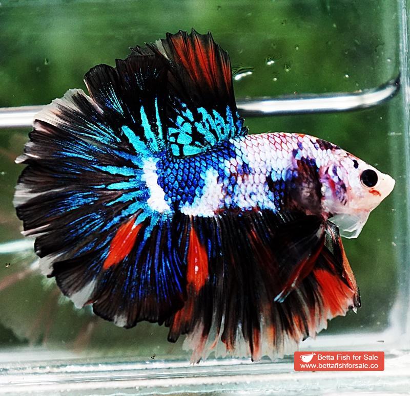 Betta fish OHM Multicolor Marble Rosetail - Image 5