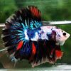 Betta fish OHM Multicolor Marble Rosetail - Image 2