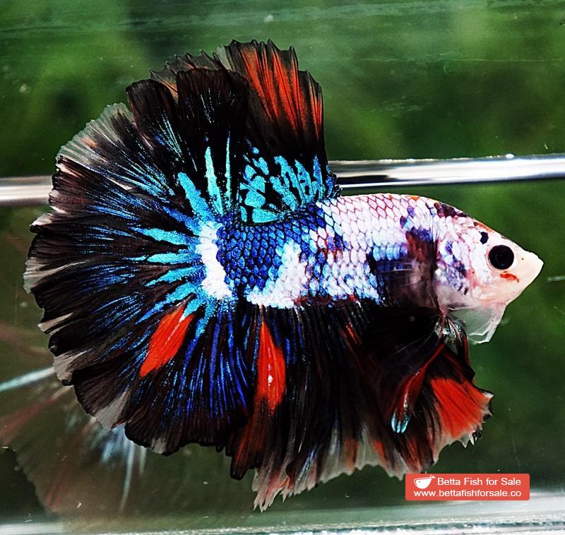 Betta fish OHM Multicolor Marble Rosetail - Image 2