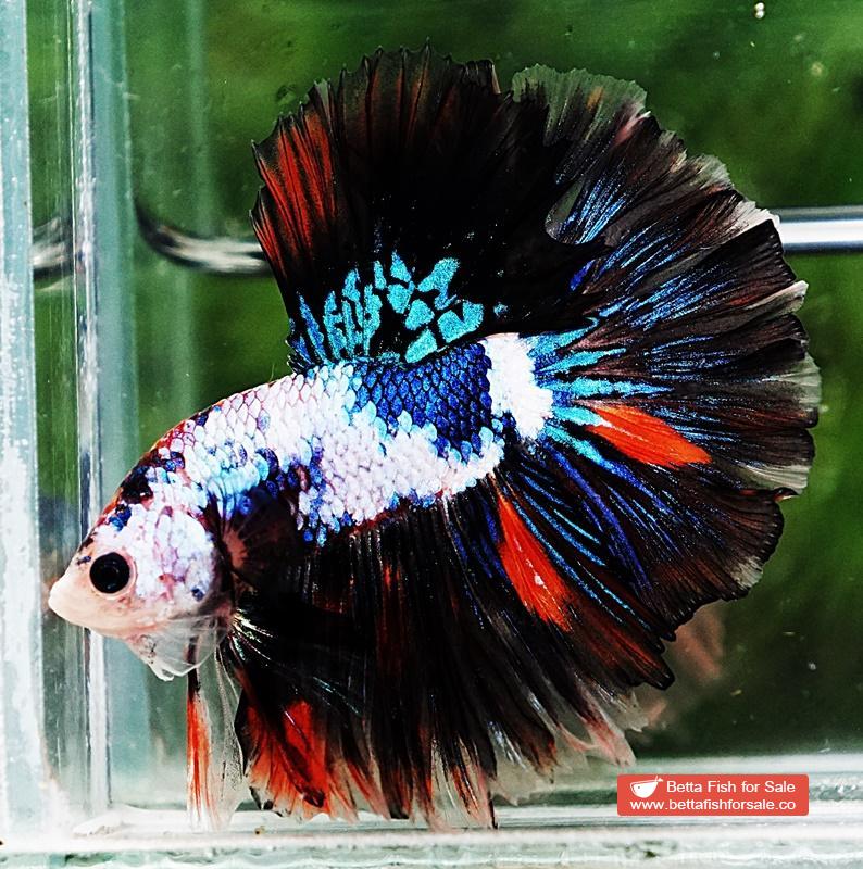 Betta fish OHM Multicolor Marble Rosetail - Image 6
