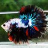 Betta fish OHM Multicolor Marble Rosetail - Image 3