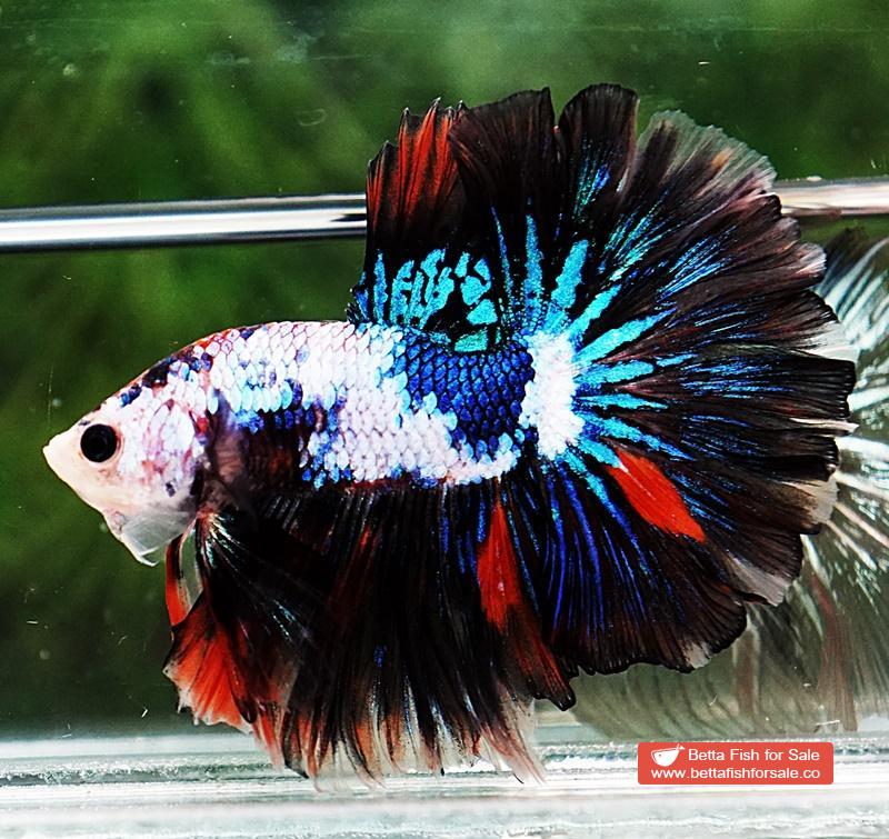 Betta fish OHM Multicolor Marble Rosetail - Image 3