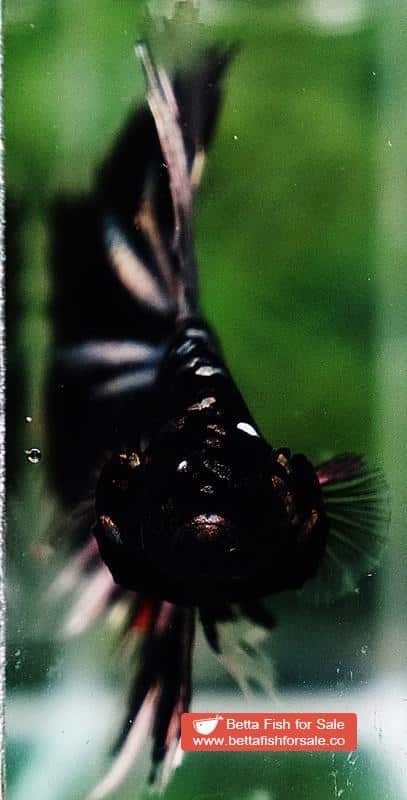Betta fish OHM Shadow Black Star (Ultra Rare) - Image 8