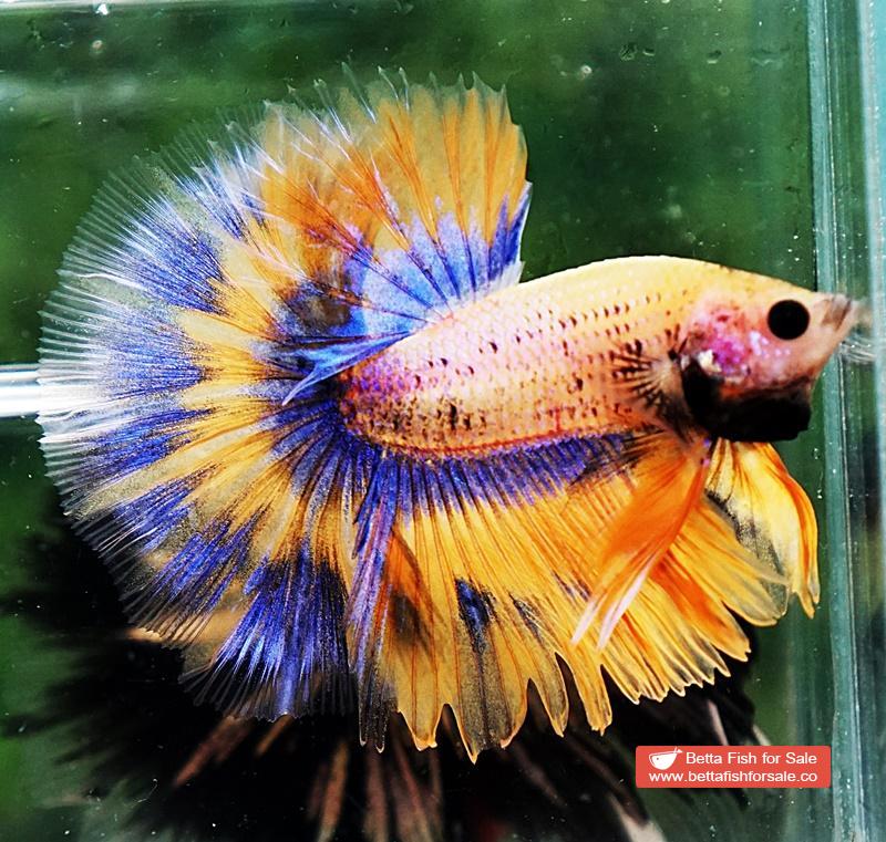 Betta fish OHM Yellow Pineapple Tricolor - Image 3