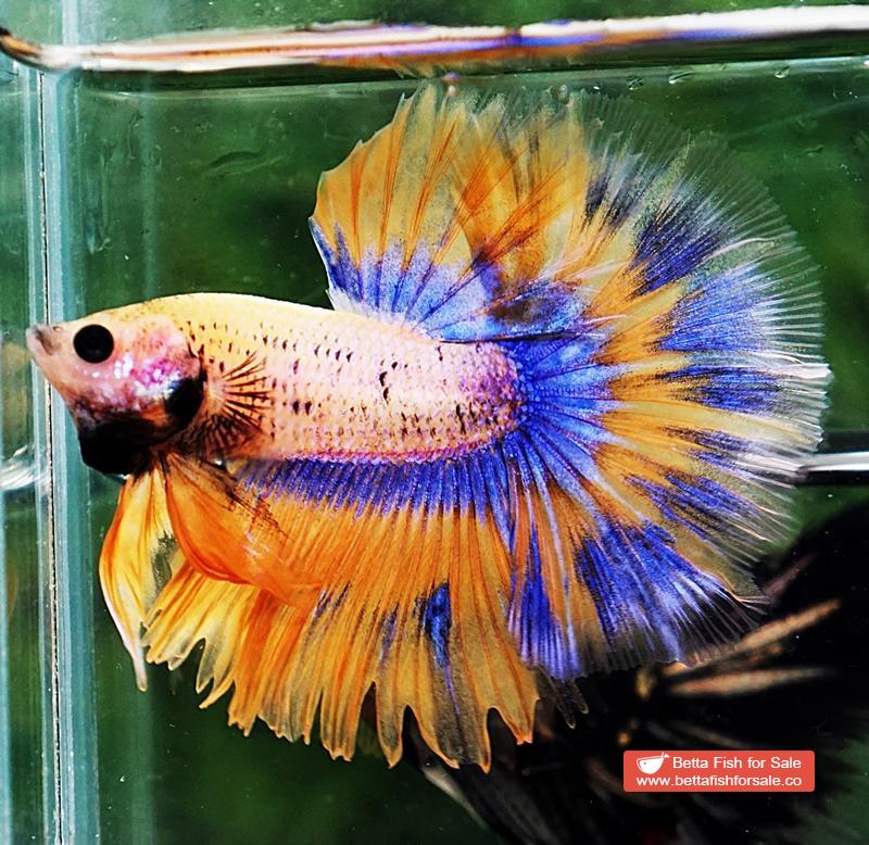 Betta fish OHM Yellow Pineapple Tricolor - Image 2
