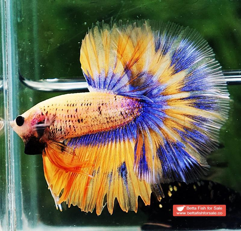 Betta fish OHM Yellow Pineapple Tricolor - Image 5