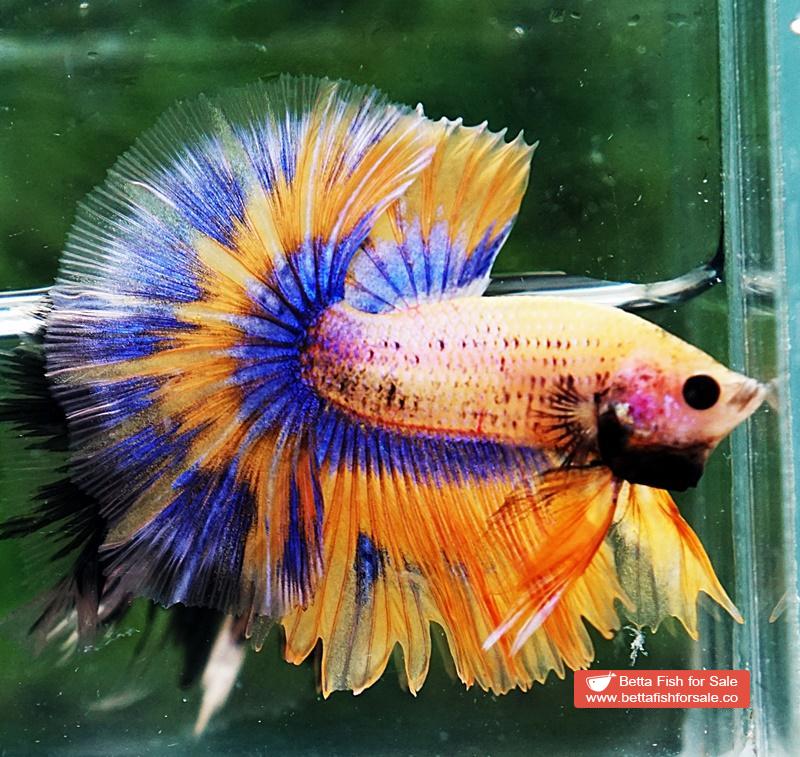 Betta fish OHM Yellow Pineapple Tricolor - Image 4