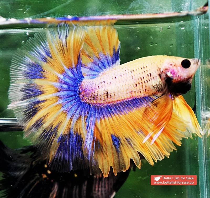 Betta fish OHM Yellow Pineapple Tricolor - Image 6